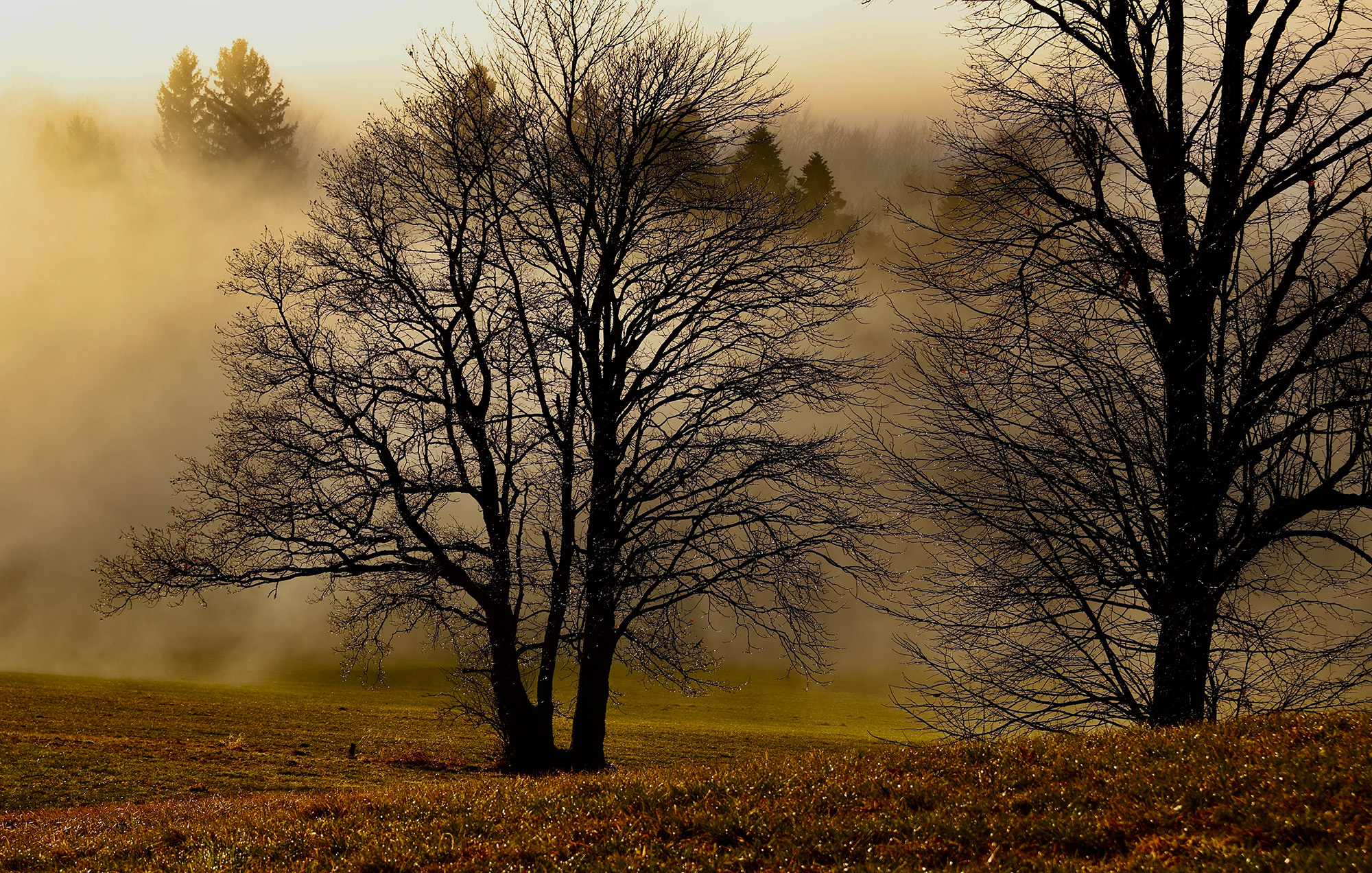 24 P. Morgentau im Nebel - Werner Aichmayr